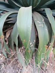 Agave atrovirens atrovirens
