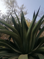 Agave atrovirens atrovirens