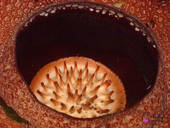Rafflesia arnoldii