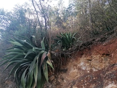 Agave atrovirens atrovirens
