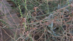 Ochradenus aucheri