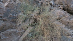 Ochradenus aucheri