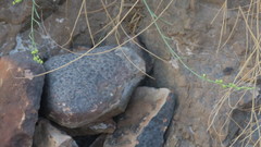 Ochradenus aucheri