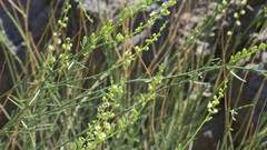 Ochradenus aucheri