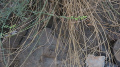 Ochradenus aucheri