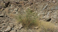 Ochradenus aucheri