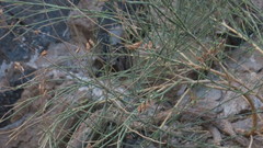 Ochradenus aucheri