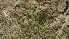 Ochradenus aucheri
