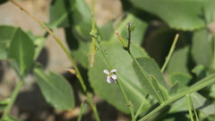 Physorhynchus chamaerapistrum