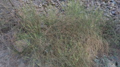 Ochradenus aucheri