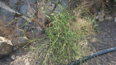 Physorhynchus chamaerapistrum