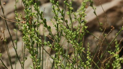 Ochradenus aucheri