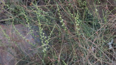 Ochradenus aucheri