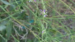 Physorhynchus chamaerapistrum