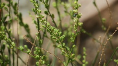 Ochradenus aucheri