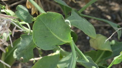 Physorhynchus chamaerapistrum