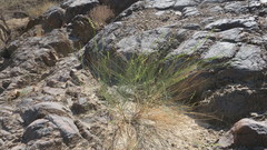 Ochradenus aucheri