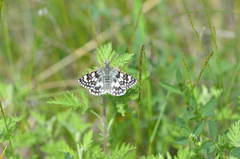 Muschampia antonia