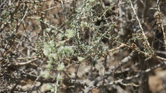 Plocama aucheri