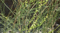 Ochradenus aucheri