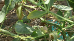 Physorhynchus chamaerapistrum