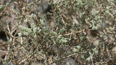 Plocama aucheri
