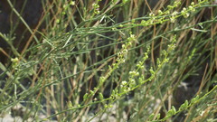 Ochradenus aucheri