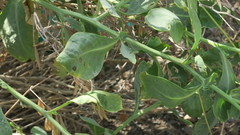 Physorhynchus chamaerapistrum