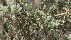 Plocama aucheri