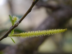 Salix tetrasperma