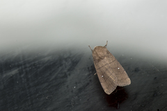 Athetis brunneolineosa