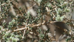 Plocama aucheri