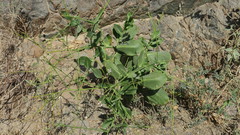 Physorhynchus chamaerapistrum