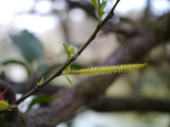 Salix tetrasperma