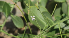 Physorhynchus chamaerapistrum