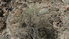 Plocama aucheri