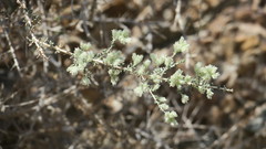 Plocama aucheri