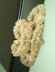 Psilalcis galsworthyi