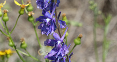 Delphinium carolinianum