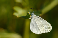 Leptidea juvernica