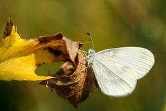 Leptidea juvernica