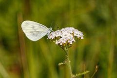 Leptidea juvernica