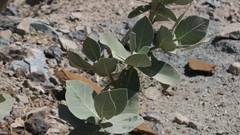 Calotropis procera