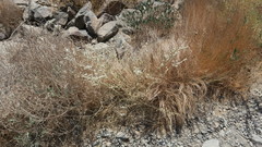 Aerva javanica