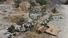Calotropis procera