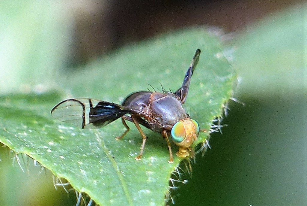 Philophylla ravida