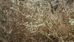 Aerva javanica