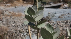 Calotropis procera