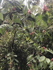 Cavendishia pubescens