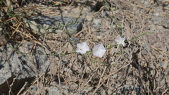 Convolvulus prostratus